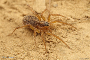 <i>Pardosa tenuipes</i> L. Koch, 1882 © N. Henon
