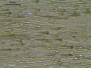 <i>Hylocomiadelphus triquetrus</i> (Hedw.) Ochyra & Stebel, 2008 © H. TINGUY
