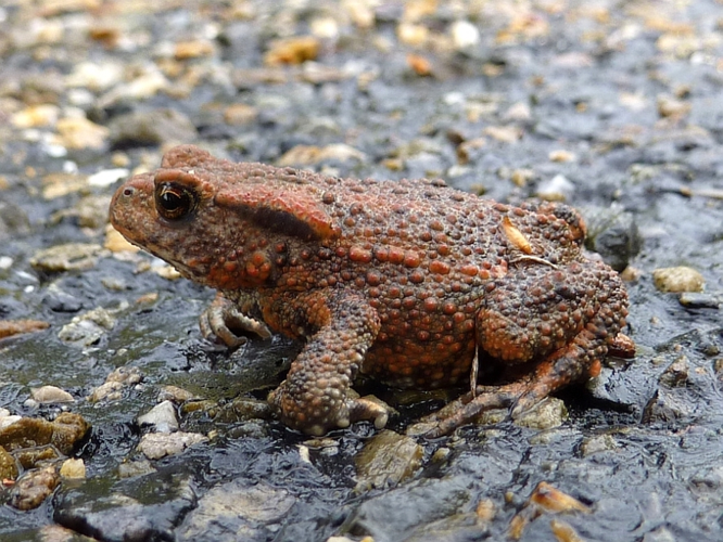 Bufo bufo (Linnaeus, 1758) &copy; Hans Jonkman