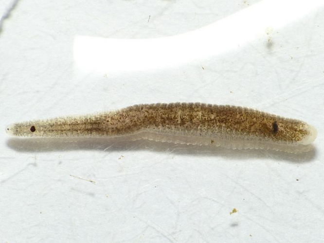 Helobdella stagnalis (Linnaeus, 1758) &copy; Dick Belgers