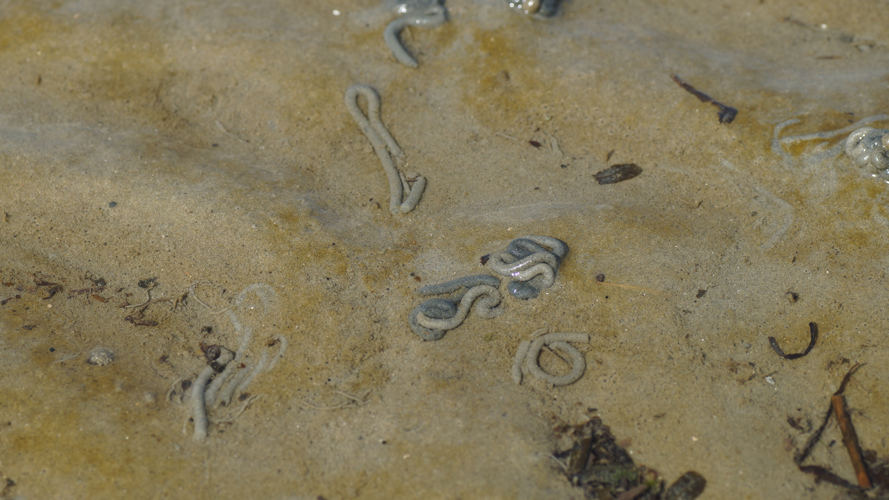 Arenicola marina (Linnaeus, 1758) &copy; J.M.D. (Jan) van Es
