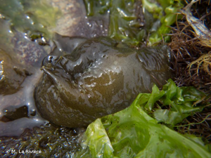 Aplysie visible à marée basse © M. La Rivière