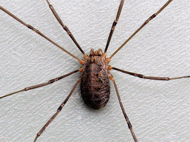 Phalangium opilio Linnaeus, 1758 &copy; Martien van den Heuvel