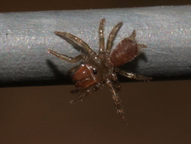 Atypus affinis Eichwald, 1830 &copy; Petra Fleurbaaij