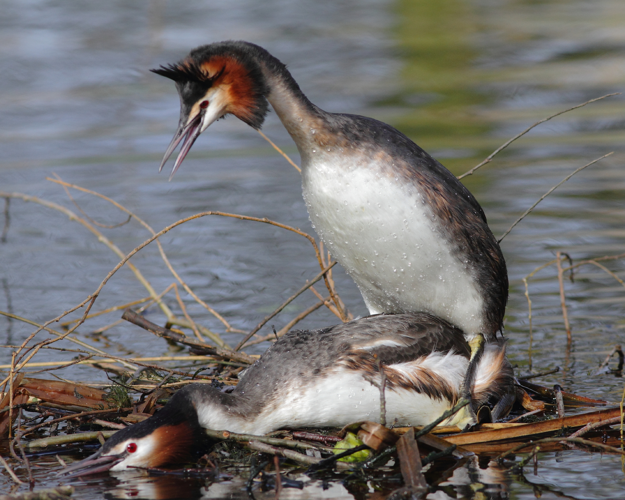 Podiceps cristatus (Linnaeus, 1758) &copy; Hans van der Meulen