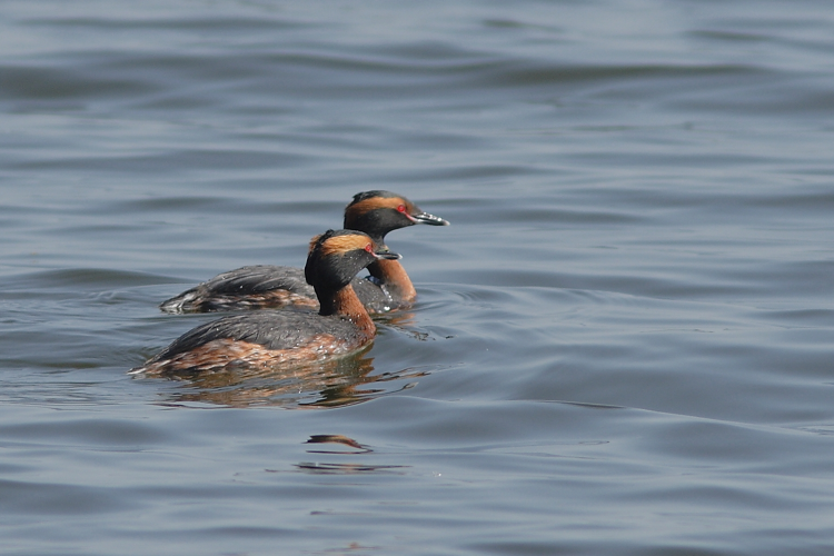 Podiceps auritus (Linnaeus, 1758) &copy; Hans van der Meulen