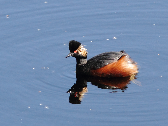 Podiceps nigricollis Brehm, 1831 &copy; Hans van der Meulen