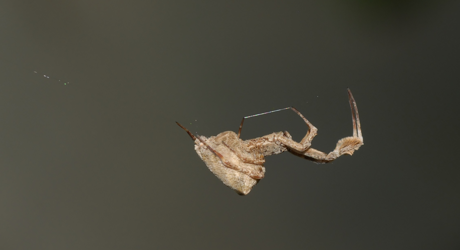 Uloborus plumipes Lucas, 1846 &copy; Laurens van der Linde
