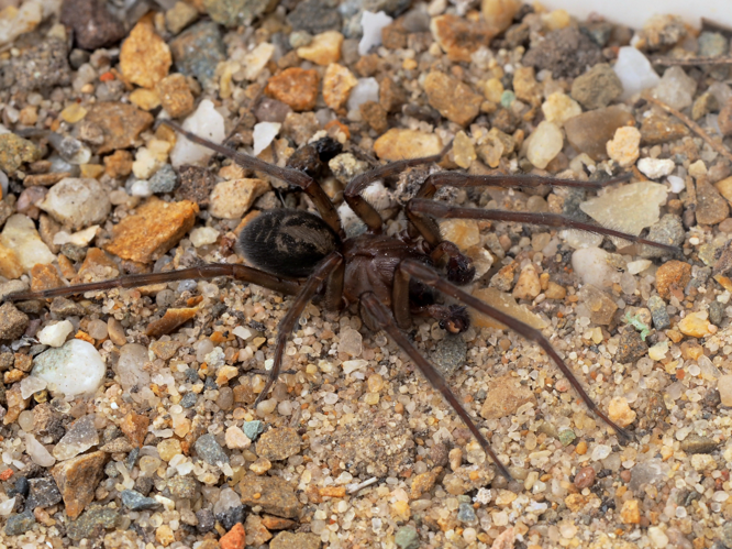 Amaurobius ferox (Walckenaer, 1830) &copy; Henk van Woerden