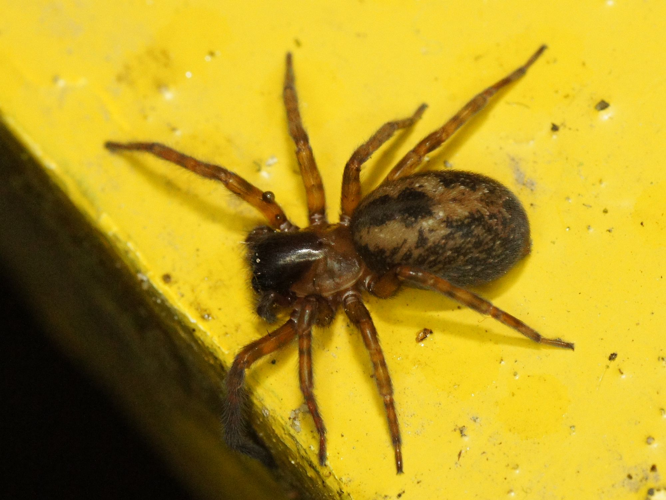 Amaurobius similis (Blackwall, 1861) &copy; Hans Jonkman