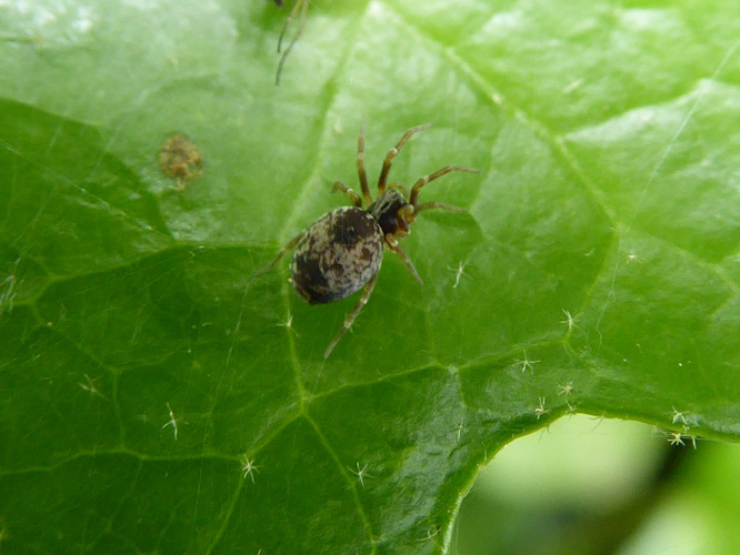 Dictyna uncinata Thorell, 1856 &copy; Tjerk Nawijn
