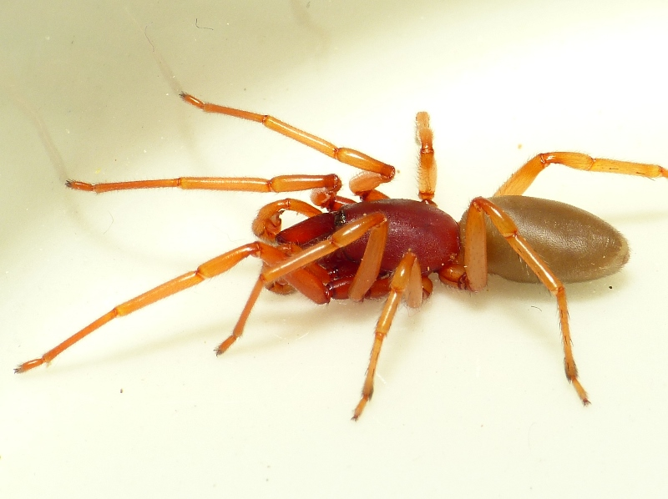 Dysdera crocata C.L. Koch, 1838 &copy; Dick Belgers