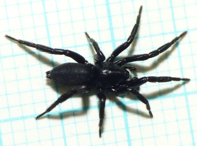 Zelotes latreillei (Simon, 1878) &copy; Dick Belgers