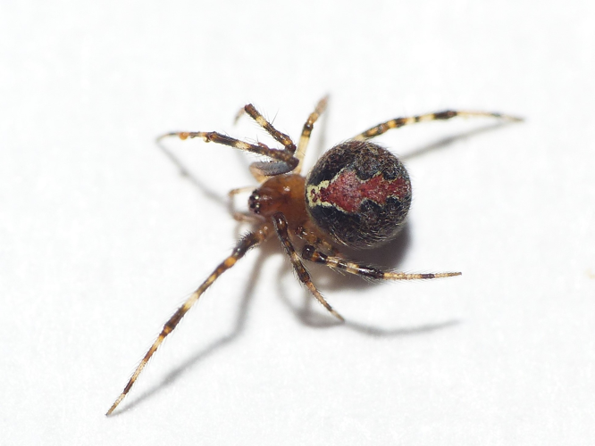Theridion pinastri L. Koch, 1872 &copy; Dick Belgers