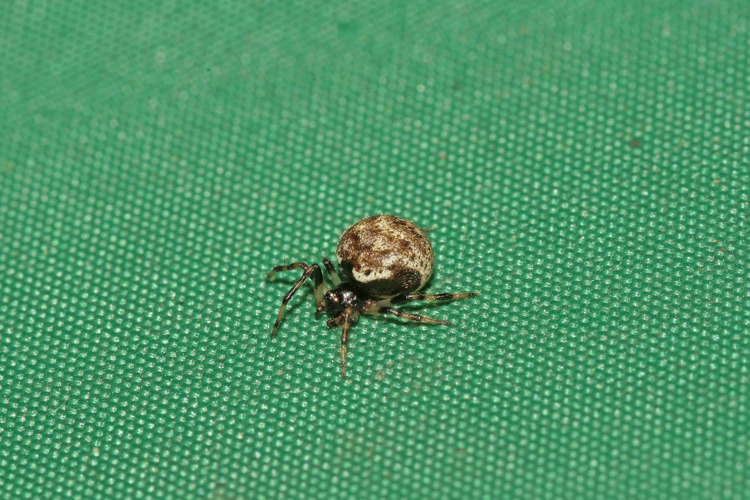 Dipoena melanogaster (C.L. Koch, 1837) &copy; Jan Kersten