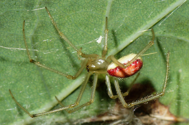 Enoplognatha ovata (Clerck, 1758) &copy; Hans Jonkman