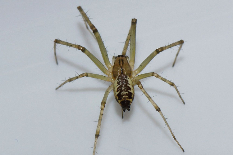 Linyphia triangularis (Clerck, 1758) &copy; Hans Jonkman