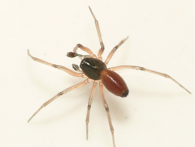 Ostearius melanopygius (O. Pickard-Cambridge, 1880) &copy; Dick Belgers