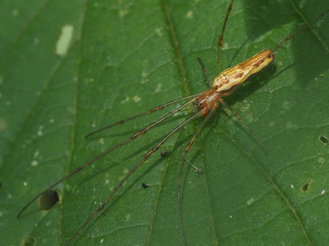 Tetragnatha extensa (Linnaeus, 1758) &copy; Henk van Woerden
