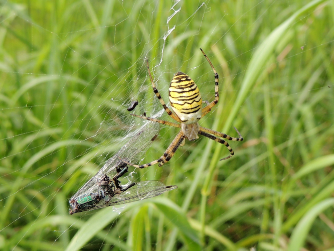 Argiope bruennichi (Scopoli, 1772) &copy; Bert de Ruiter