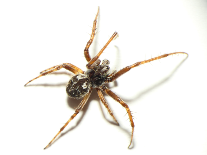 Agalenatea redii (Scopoli, 1763) &copy; Dick Belgers