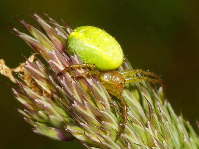 Araniella cucurbitina (Clerck, 1758) &copy; Hans Jonkman