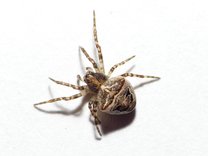 Gibbaranea bituberculata (Walckenaer, 1802) &copy; Dick Belgers