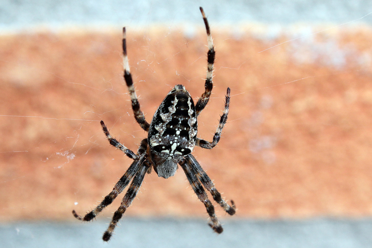 Araneus diadematus Clerck, 1758 &copy; Annemieke Hoozemans