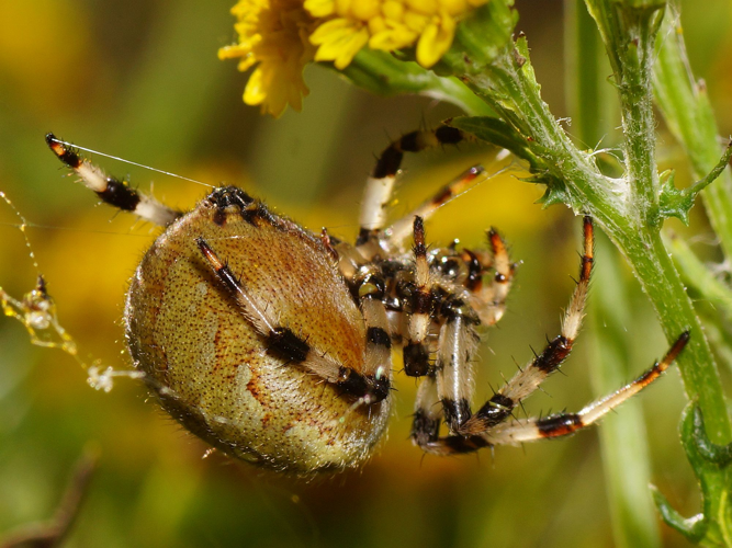 Araneus quadratus Clerck, 1758 &copy; Hans Jonkman