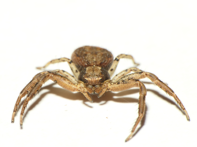 Xysticus ferrugineus Menge, 1876 &copy; Dick Belgers