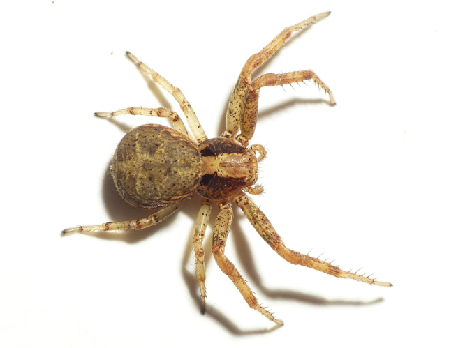 Xysticus lanio C.L. Koch, 1835 &copy; Dick Belgers