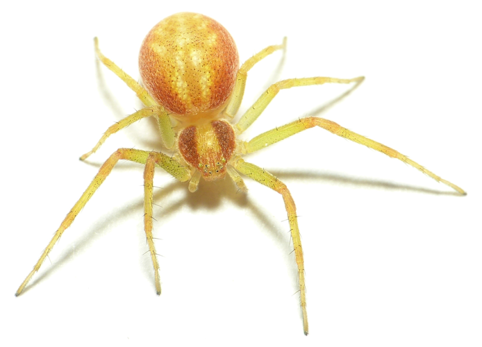 Philodromus rufus Walckenaer, 1826 &copy; Dick Belgers