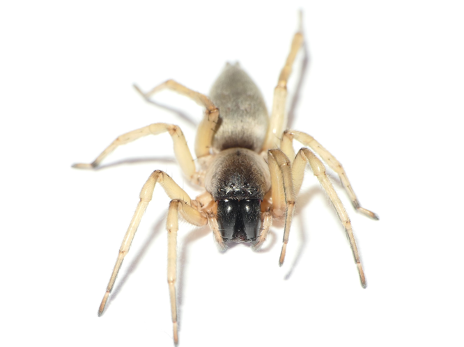 Clubiona pallidula (Clerck, 1758) &copy; Dick Belgers