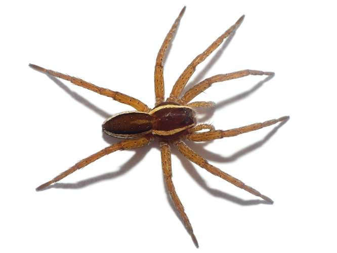 Dolomedes fimbriatus (Clerck, 1757) &copy; Dick Belgers