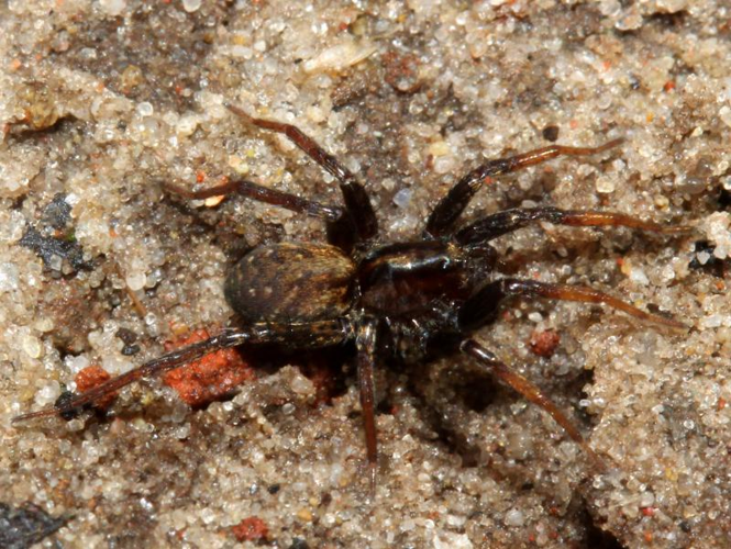 Hygrolycosa rubrofasciata (Ohlert, 1865) &copy; Petra Fleurbaaij