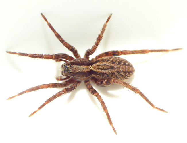Alopecosa pulverulenta (Clerck, 1758) &copy; Dick Belgers