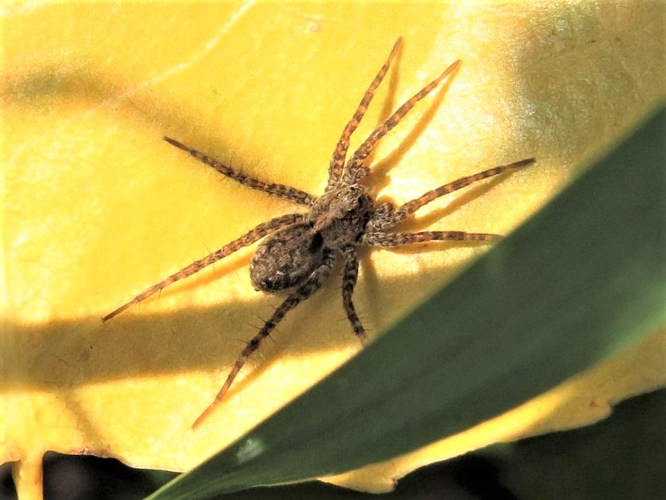 Pardosa amentata (Clerck, 1758) &copy; Martien van den Heuvel