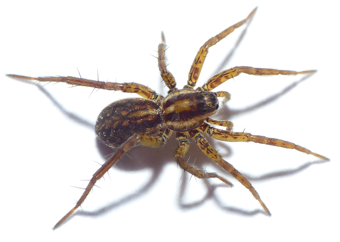 Pardosa nigriceps (Thorell, 1856) &copy; Dick Belgers