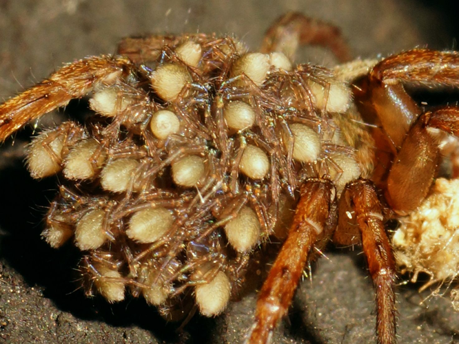Trochosa terricola Thorell, 1856 &copy; Hans Jonkman