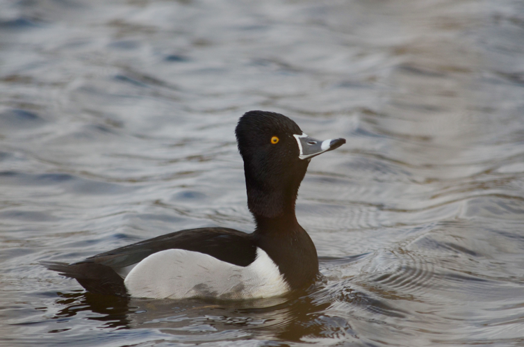 Aythya collaris (Donovan, 1809) &copy; Louis Westgeest