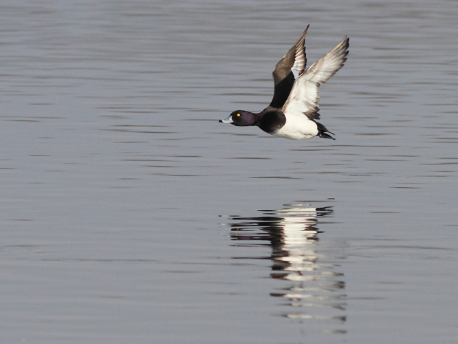 Aythya fuligula (Linnaeus, 1758) &copy; Hans van der Meulen
