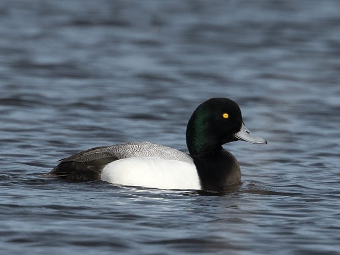 Aythya marila (Linnaeus, 1761) &copy; Kees Venneker