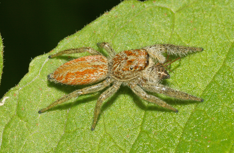 Marpissa radiata (Grube, 1859) &copy; Jan Kersten