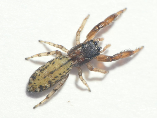 Marpissa nivoyi (Lucas, 1846) &copy; Dick Belgers