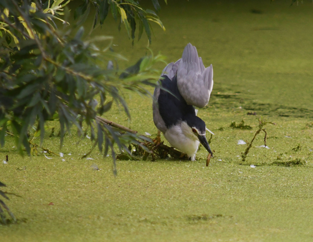 Nycticorax nycticorax (Linnaeus, 1758) &copy; Louis Westgeest