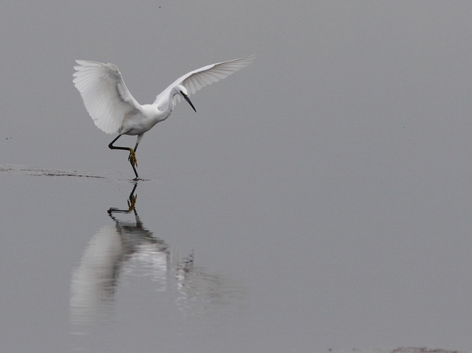 Egretta garzetta (Linnaeus, 1766) &copy; Hans van der Meulen