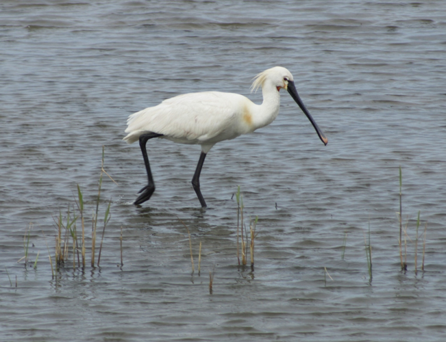 Platalea leucorodia Linnaeus, 1758 &copy; Tjerk Nawijn