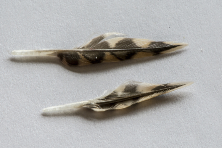 Scolopax rusticola Linnaeus, 1758 &copy; Piet J. Ashouwer