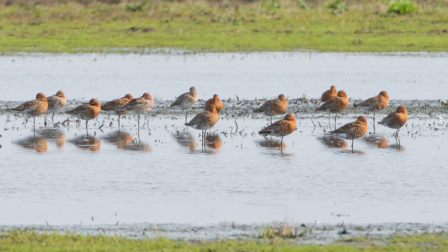 Limosa limosa islandica Brehm, 1831 &copy; Wijnand van Buuren