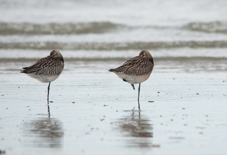 Limosa laponica (Linnaeus, 1758) &copy; Wijnand van Buuren